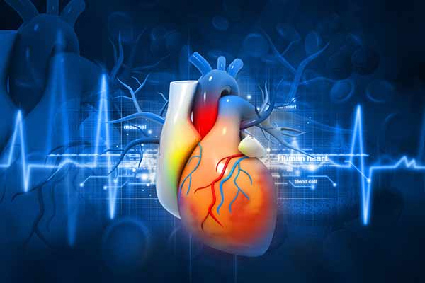 Bei Hashimoto-Thyreoiditis sind begleitende Erkrankungen des Herzens nicht selten.